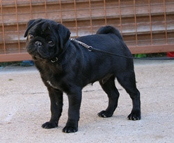 First Love 4 hónaposan